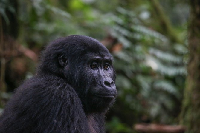 3-Day Rwanda Gorilla Safari - Meeting and Pickup Details