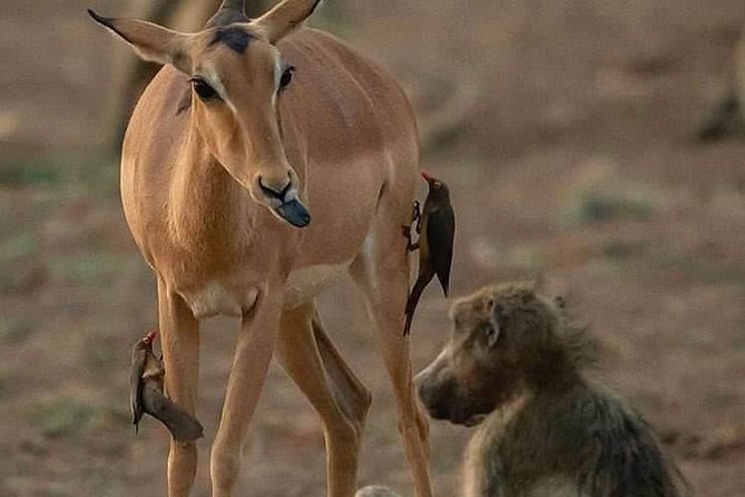 3-Day Safari to Ngorongoro, Tarangire & Lake Manyara NP - Destination: Ngorongoro Crater