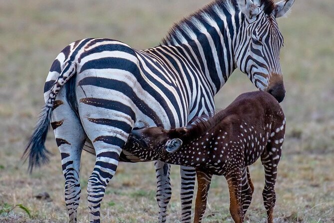 3-Day Samburu Safari From Nairobi - Accommodations and Amenities