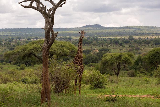 3-Day Tanzania Safari - Tarangire and Ngorongoro Crater - Itinerary Highlights