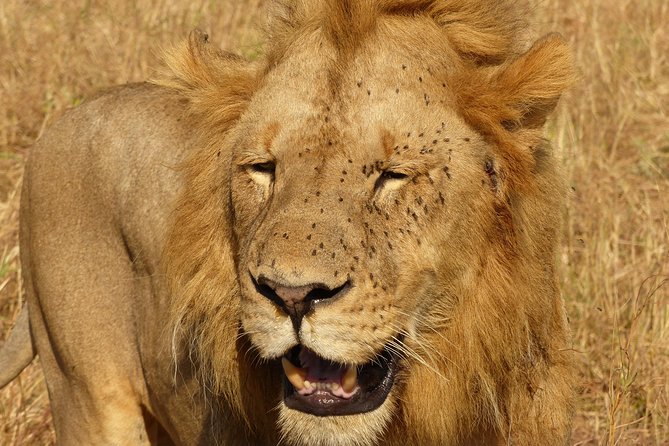 3 Day - Tarangire, Ngorongoro Crater Lake Manyara- Mid - Range - Itinerary Highlights