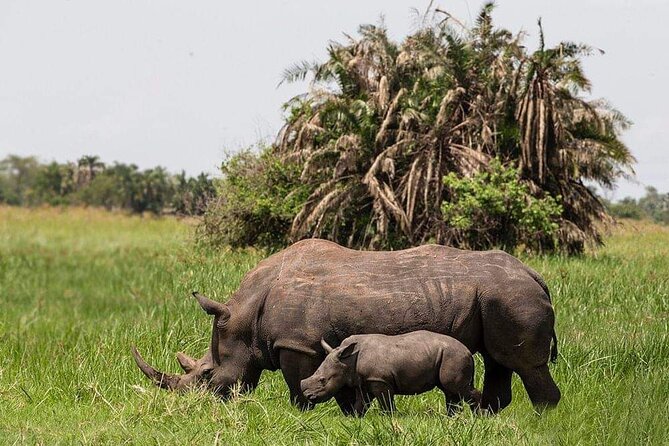 3-Day Tour in Murchison Falls Safari & Rhino Tracking - Wildlife Experience