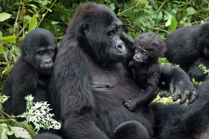 3-Day Uganda Gorilla Trekking Safari - Included Activities