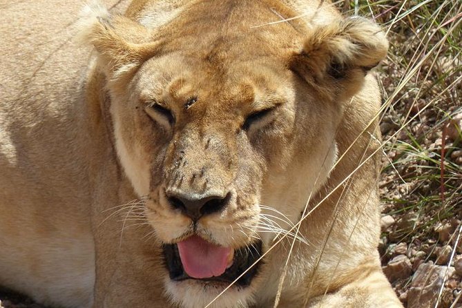 3 Days 2 Nights Budget Group Safari to Maasai Mara National Reserve - Accommodation and Meals
