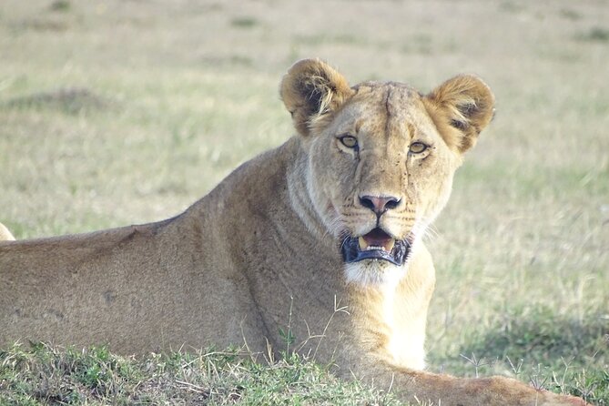 3 Days 2 Nights Budget Masai Mara Safari - Accommodation Options