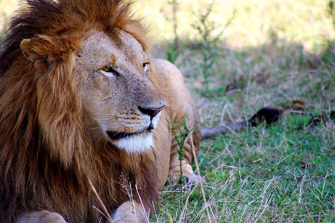 3 Days 2 Nights Maasai Mara Group Tour With 4x4 Jeep - Pricing and Inclusions
