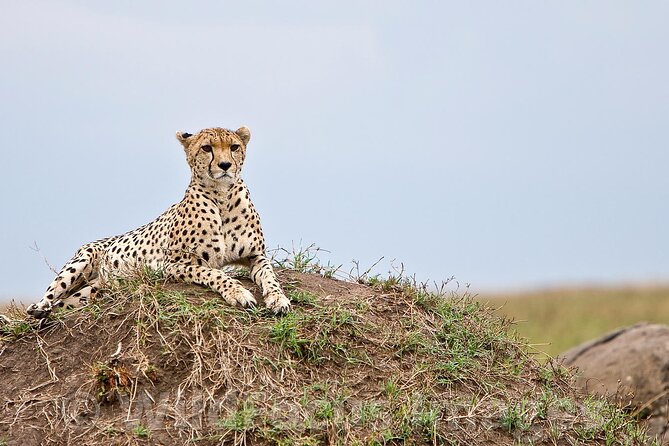 3 Days & 2 Nights Safari - Maasai Mara From Kisumu/Nairobi - Pickup and Start Time