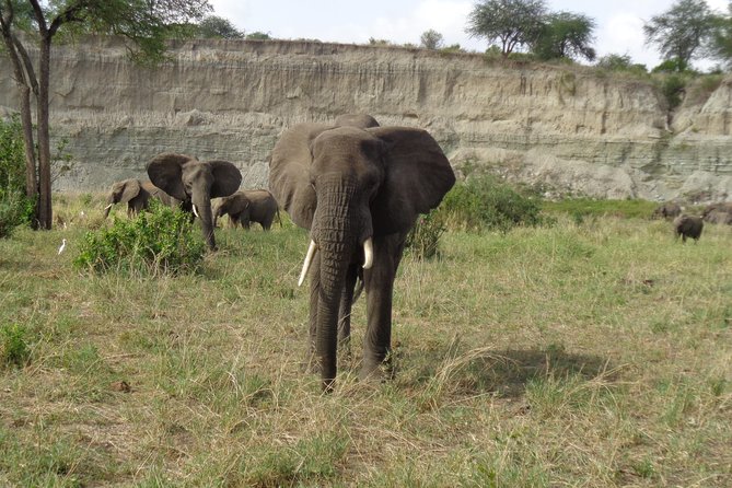 3 Days Lake Manyara, Ngorogoro Crater, Tarangire National Park - Wildlife Experiences