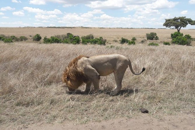 3 Days Masai Mara Experience - Wildlife Spotting Opportunities