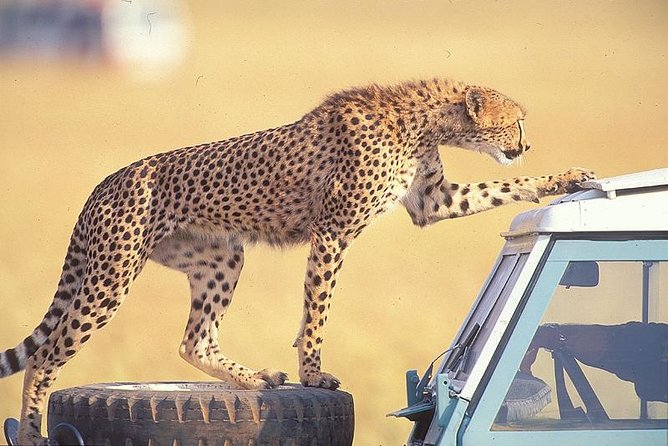 3 Days Masai Mara National Reserve Safari - Itinerary Overview
