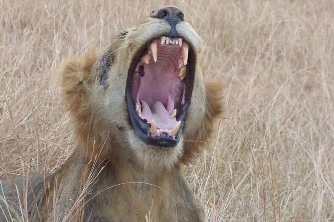 3 Days Queen Elizabeth National Park Uganda Safari - Itinerary Highlights