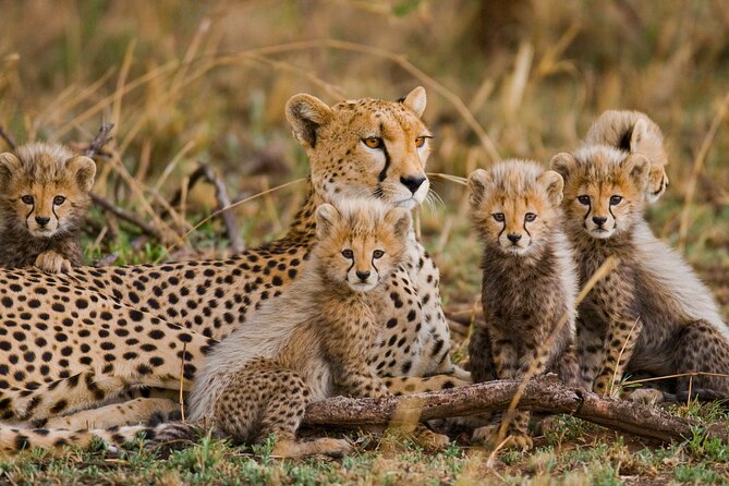 3 Days Safari Serengeti & Ngorongoro Crater - Masai Cultural Immersion