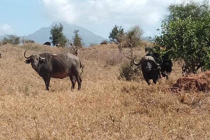 3 Days Safari Tsavo East and Taita Hills (Saltlick Lodge) - Accommodation Details