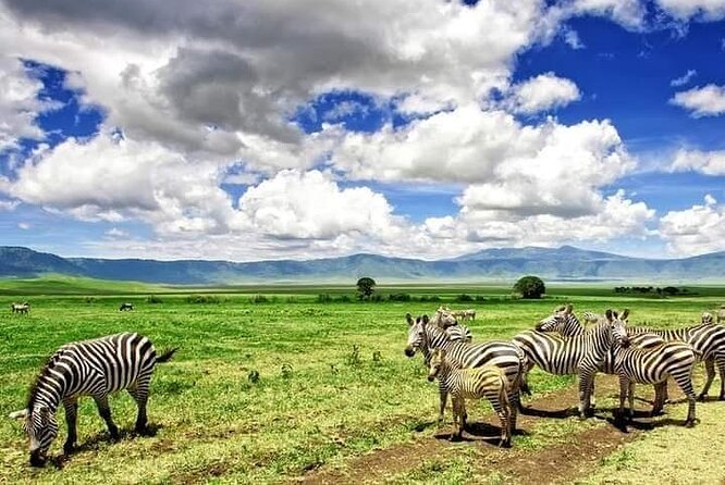 3 Days Serengeti National Park From Zanzibar - Accommodation and Meals
