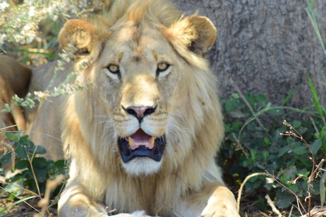 3 Days Tanzania Group Join Safari - Serengeti & Ngorongoro Crater - Inclusions