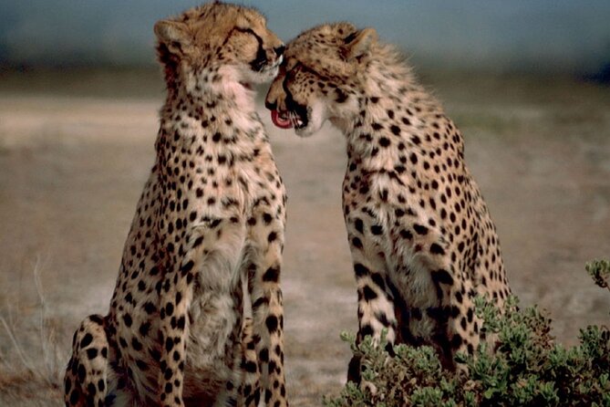 3 Days Tanzania Safari to Manyara Tarangire and Ngorongoro - Itinerary Highlights