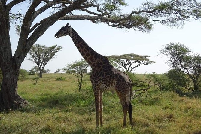 3 Days Tarangire, Lake Manyara and Ngorongoro - Wildlife Sightings