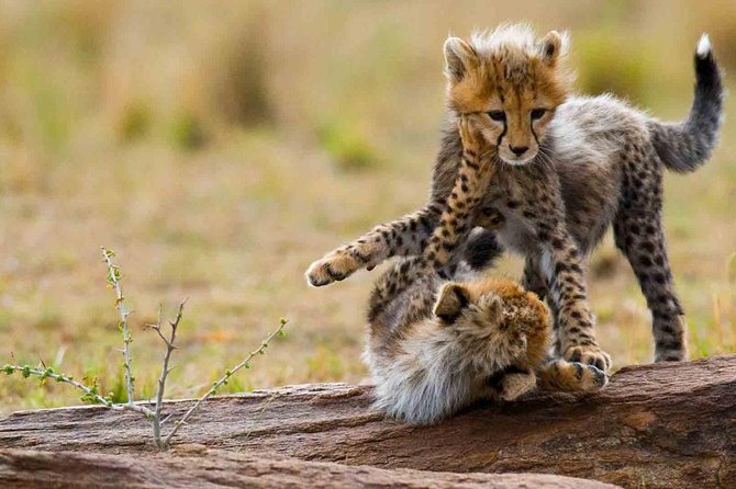 3 Days-Tarangire, Ngorongoro & Lake Manyara: Camping Joint Safari. - Itinerary Highlights