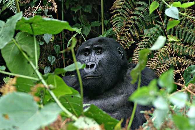 3 Days Uganda Gorilla Safari Tour With Relaxation on Lake Bunyonyi - Itinerary Overview