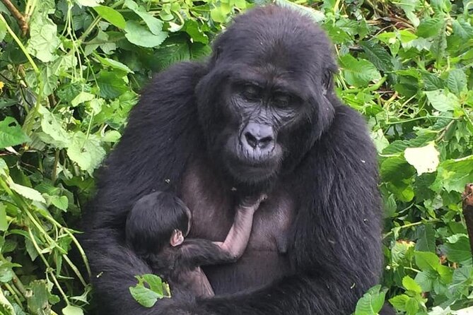 3 Days Uganda Gorilla Trekking Safari - Gorilla Trekking Experience