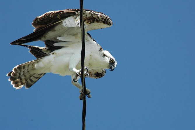 3-hour Belize Birdwatching Guided Tour - Inclusions and Pickup