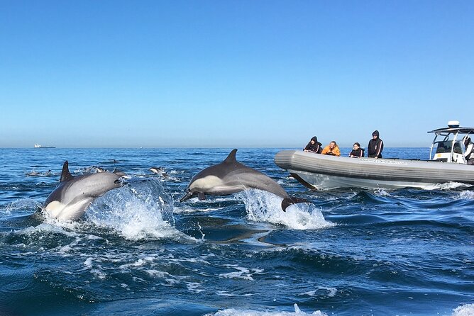 3-Hour Guided Whale and Dolphin Watching Experience in San Diego - Inclusions and Experience