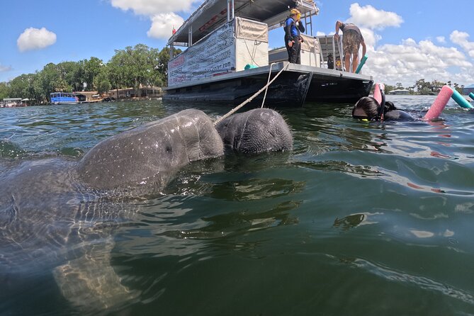 3 Hour Private Manatee Snorkel Tour - Inclusions and Amenities