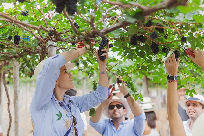 3-Hour Vineyard Wine Tour With Tasting - Meeting and Pickup Details
