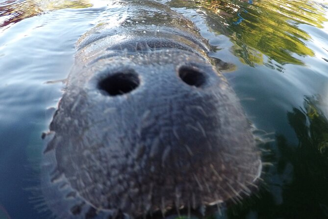 3 Hours Manatee Swim Tour in Florida - Accessibility Features
