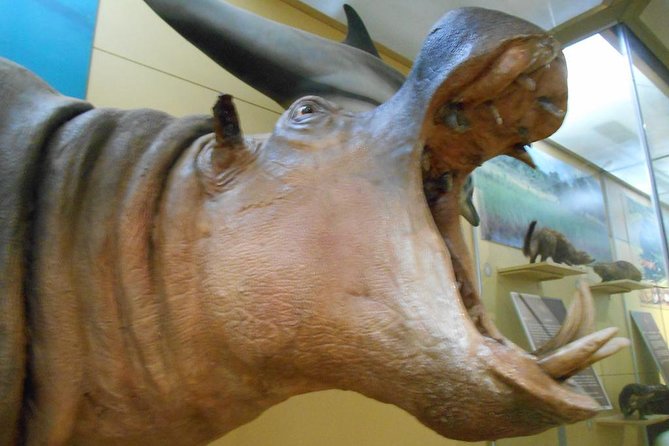 3 Hours Nairobi National Museum - Museums Cultural and Historical Significance