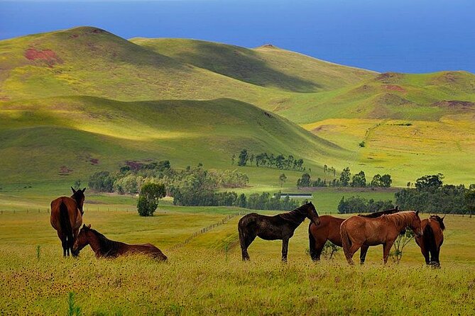 3 Hours Terevaka Horseback Private Guided Riding Tour - Inclusions