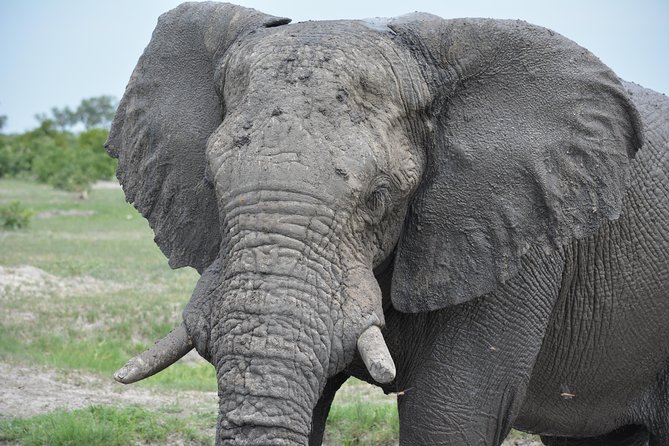3 Hrs Game Drive in Chobe National Park - Pricing Details