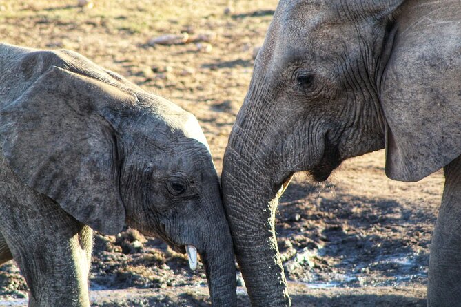 4 Day Addo to Karoo Safari - Mountain Zebra National Park