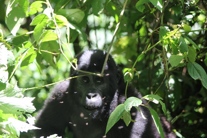 4 Day Gorilla Trekking & Golden Monkeys - Wildlife Encounters