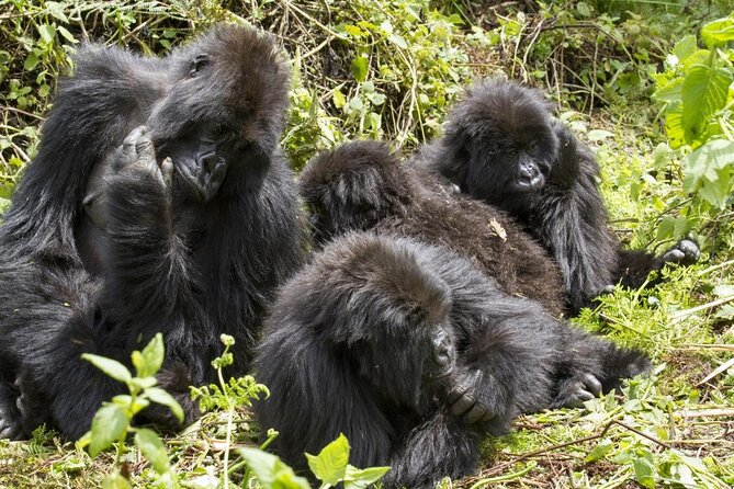 4-Day Gorillas, Wildlife and Chimpanzee Trek at Kalinzu Forest - Discovering Diverse Wildlife