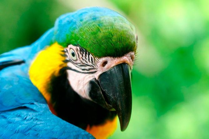 4-Day Jungle of Peru Tambopata Nature Reserve - Key Wildlife Species to Observe