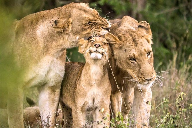 4 Day Kruger National Park and Panorama Route Safari - Inclusions