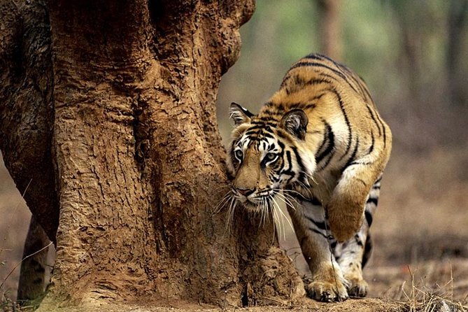 4-Day Kruger National Park & Panorama Route Tented Safari - Transportation and Accessibility