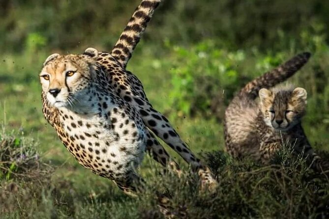 4-Day Majestic Group Tour in Safari - Inclusions