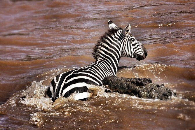 4-Day Manyara Serengeti and Ngorongoro Wonders Budget Safari Tour - Safari Highlights