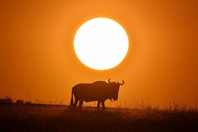 4-Day Masai Mara and Lake Nakuru Safari Tour From Nairobi - Itinerary Overview