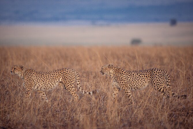 4-Day Private Masai Mara Kenya Safari Tour - Cultural Immersion With Maasai People