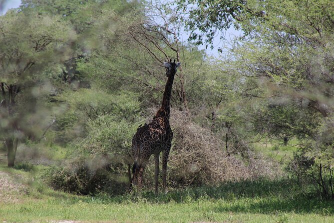 4-Day Safari in Tarangire, Serengeti & Ngorongoro (Mid-range) - Inclusions and Exclusions
