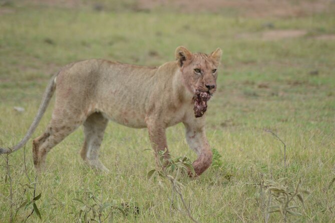 4-Day Safari to Tsavo and Amboseli From Diani Beach - Itinerary Overview