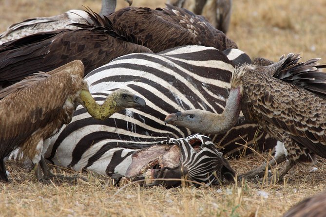 4 Day Serengeti and Ngorongoro Crater - Wildlife Encounters