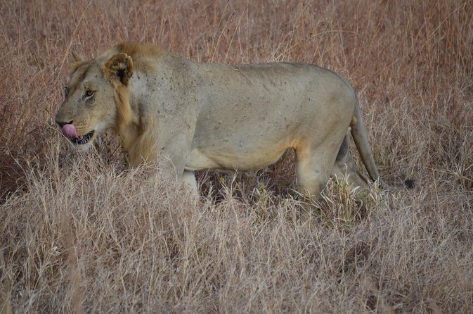 4 Day Serengeti & Ngorongoro Safari Wildlife Wonders of Tanzania - Ngorongoro Crater
