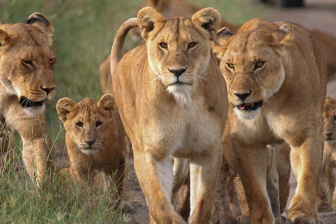 4-Day Small Group Maasai Mara and Lake Nakuru Safari - Itinerary and Highlights