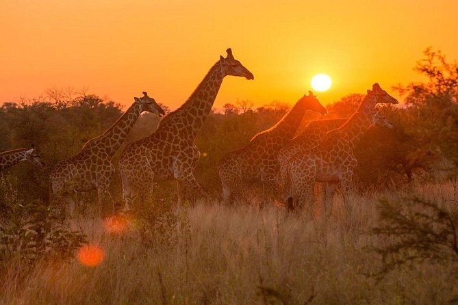 4-day Soweto & Pretoria, Lion Park, Magalies/Pilanesberg Safari - Accommodation Details