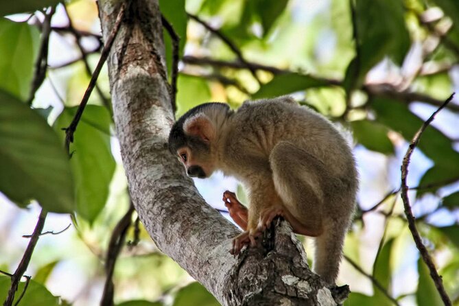 4 Day Tour in Tambopata National Reserve - Pickup Information