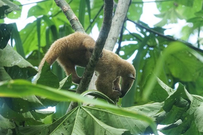 4-Day Wildlife Camping Tour to Pacaya-Samiria National Park From Iquitos, Peru - Included in the Package